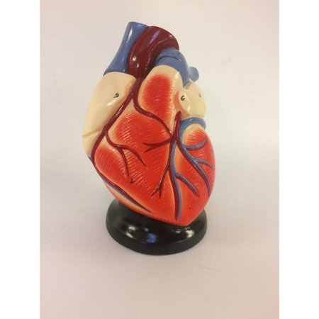 DENOYER-GEPPERT Anatomical Model, Life-Size Two Part Heart Model 0128-00